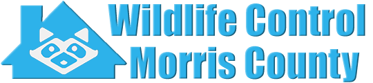 Morris County Wildlife and Animal Removal